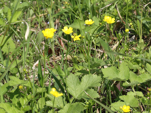 Ranunculus japonicus