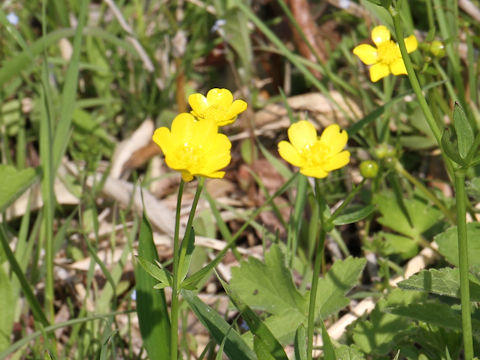 Ranunculus japonicus