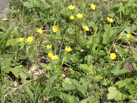 Ranunculus japonicus