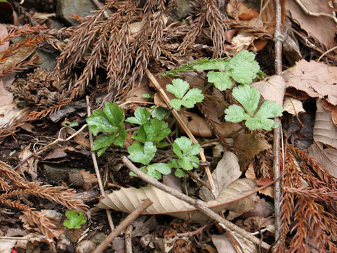 Ranunculus japonicus