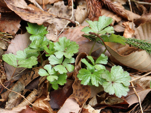 Ranunculus japonicus