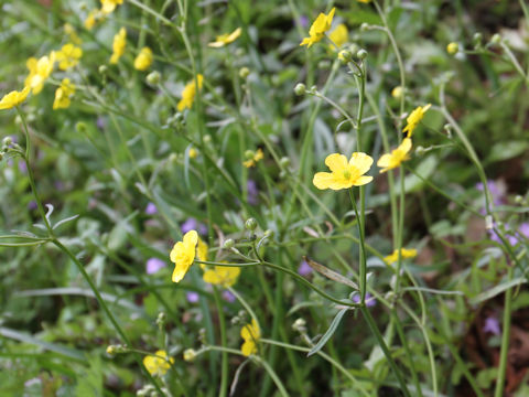 Ranunculus japonicus