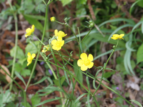 Ranunculus japonicus