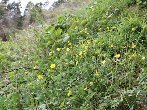 Ranunculus japonicus