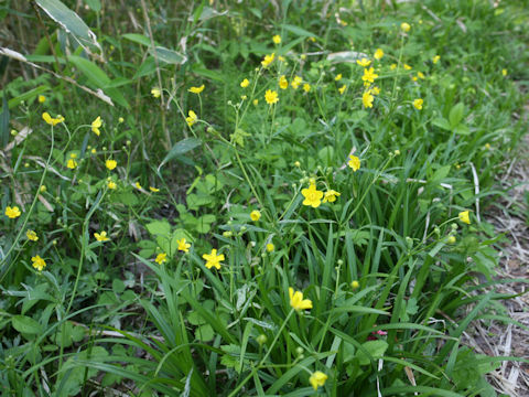 Ranunculus japonicus