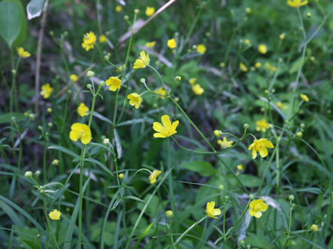 Ranunculus japonicus