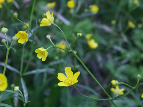 Ranunculus japonicus