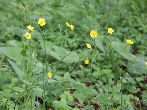 Ranunculus japonicus