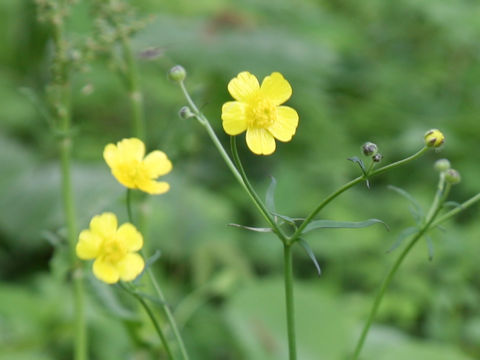 Ranunculus japonicus