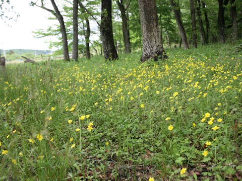 Ranunculus japonicus