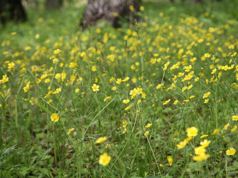 Ranunculus japonicus