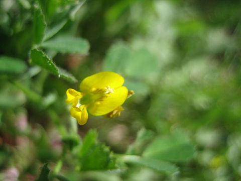 Medicago polymorpha