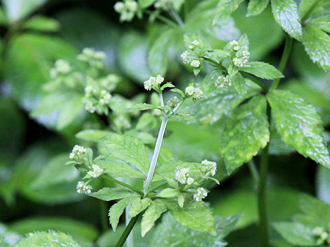 Sanicula chinensis