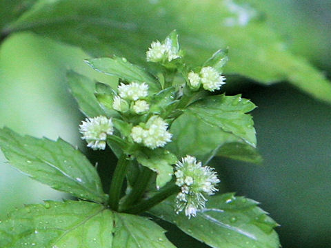 Sanicula chinensis