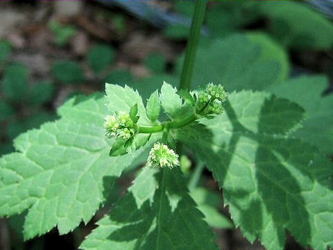 Sanicula chinensis