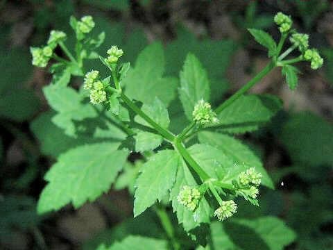 Sanicula chinensis