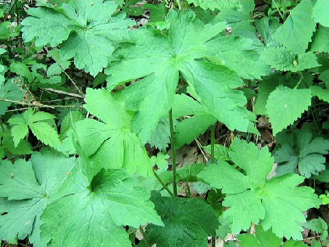 Sanicula chinensis