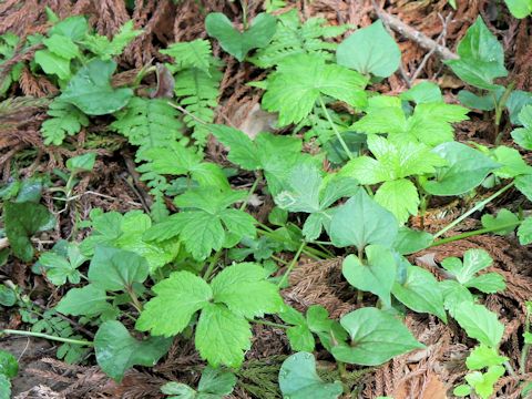 Sanicula chinensis