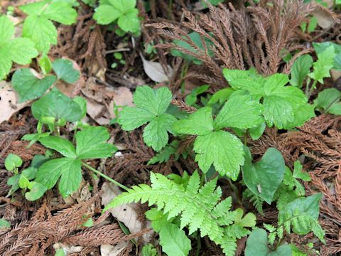 Sanicula chinensis