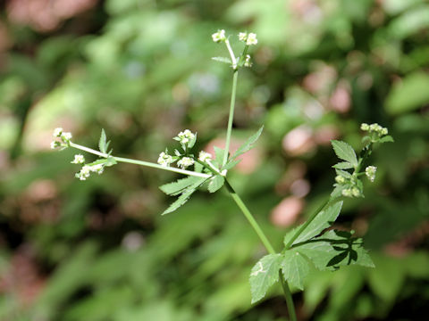 Sanicula chinensis