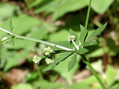 Sanicula chinensis