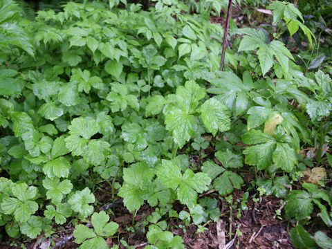Sanicula chinensis
