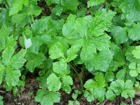 Sanicula chinensis