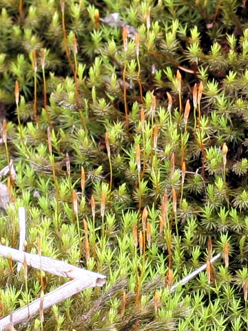 Polytrichum commune