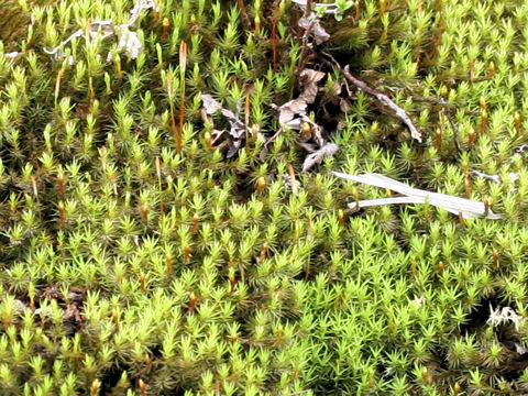 Polytrichum commune