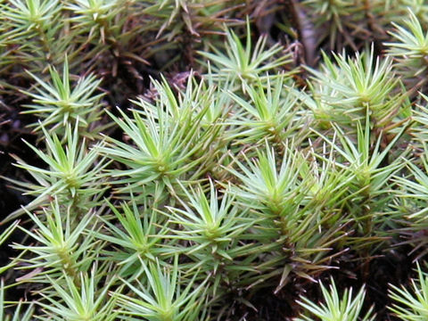 Polytrichum commune