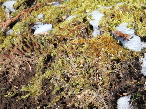 Polytrichum commune