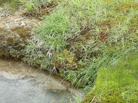 Polytrichum commune