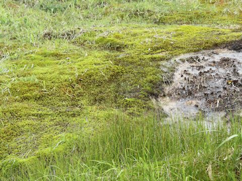 Polytrichum commune