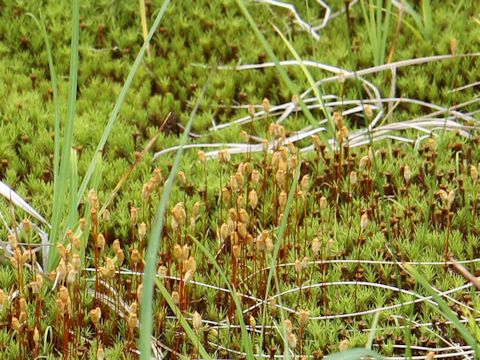 Polytrichum commune