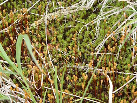 Polytrichum commune