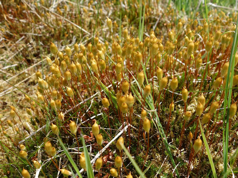 Polytrichum commune