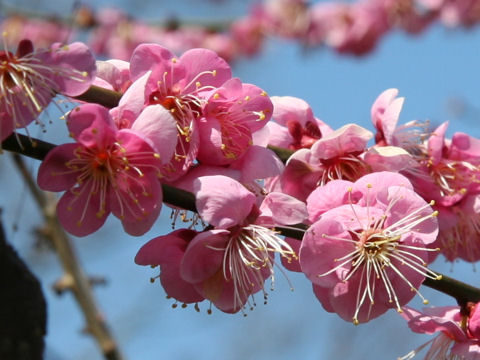 Prunus mume cv. Kagoshima Beni