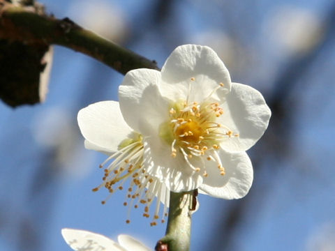 Prunus mume cv. Ryokugaku Shidare