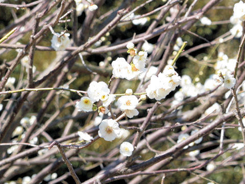 Prunus mume cv. Tairin Ryokugaku