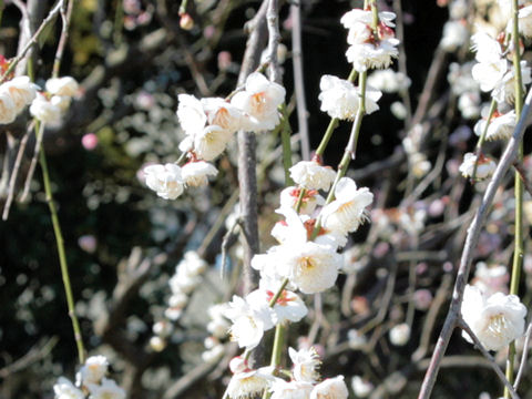 Prunus mume cv. Takasago Shidare