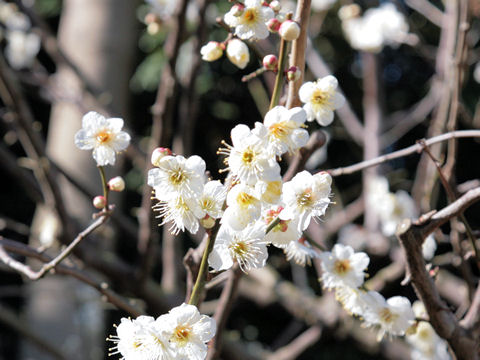Prunus mume cv. Gyokuei
