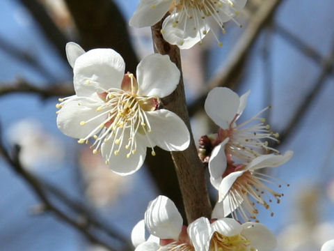Prunus mume cv. Koume