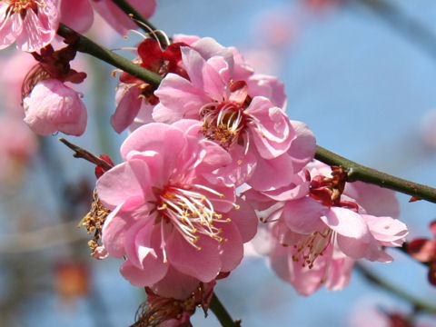 Prunus mume cv. Dairi Koubai