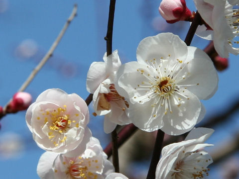Prunus mume cv. Yae Ageha