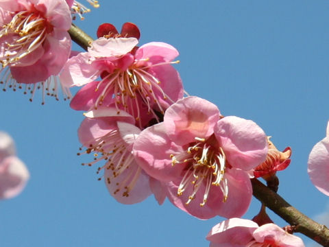 Prunus mume cv. No.2 Kitano