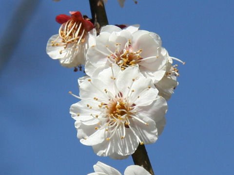 Prunus mume cv. Kasugano