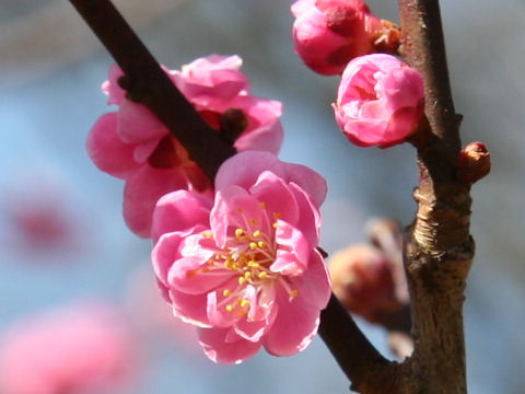 Prunus mume cv. Kuroki-no-Ume
