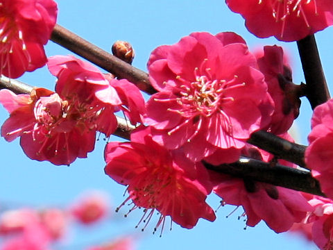 Prunus mume cv. Kankou