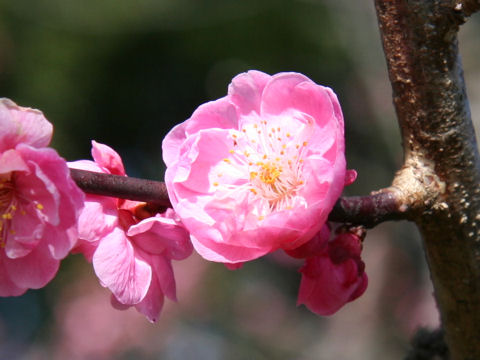 Prunus mume cv. Reikanji Koubai