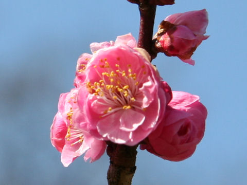 Prunus mume cv. Dongein Koubai